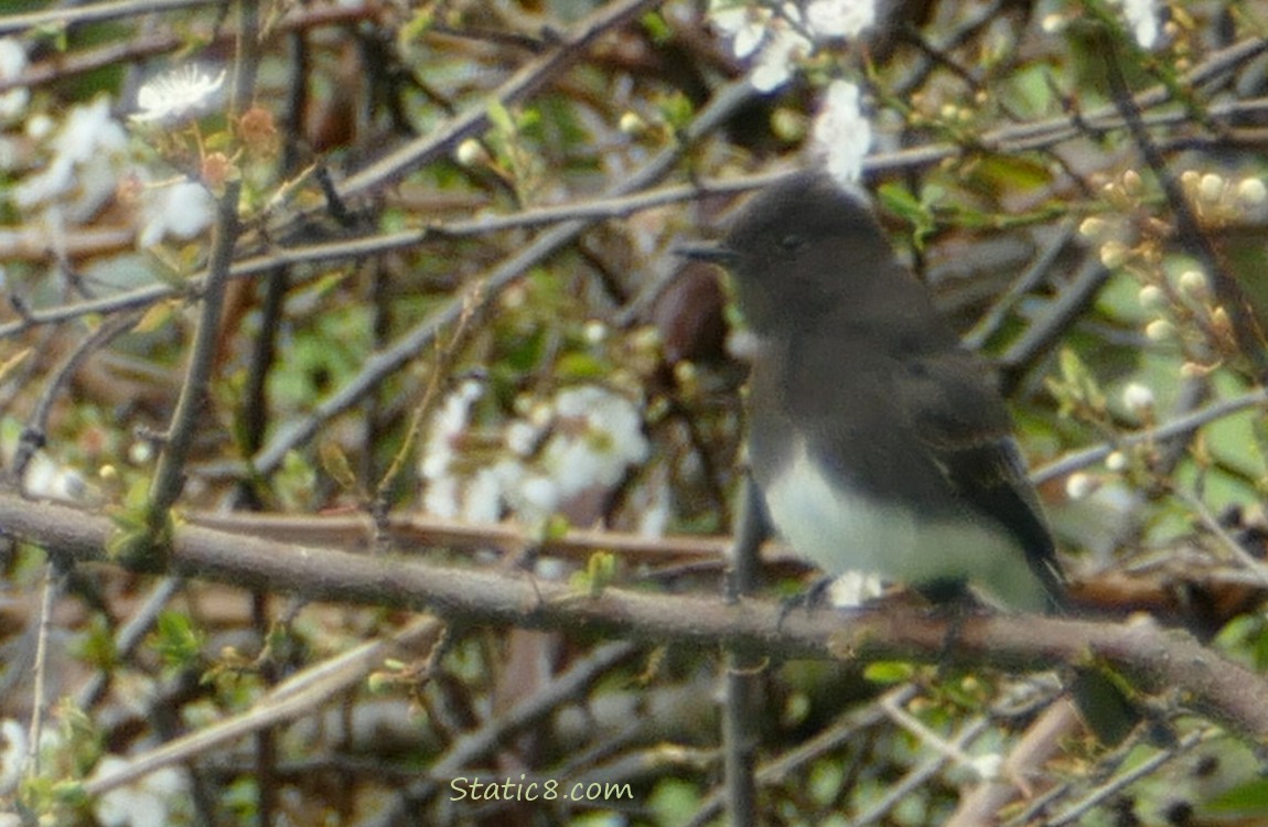 Black Phoebe standing on a stick in a tree with a couple of cherry blossoms