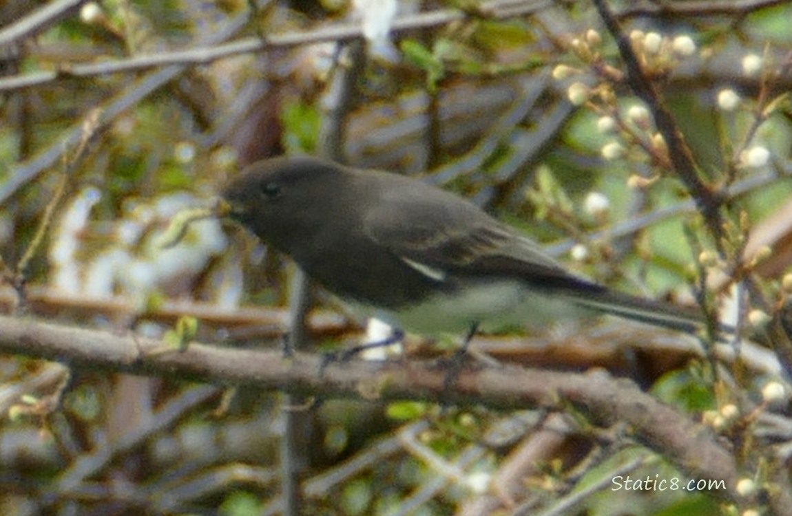 Black Phoebe standing on a stick in a tree, with a green grub in their beak