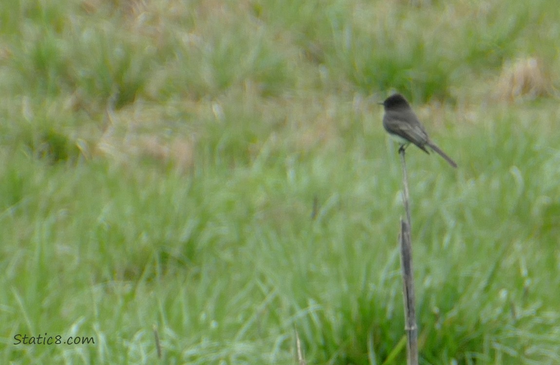 Black Phoebe sitting on a post in a grassy field