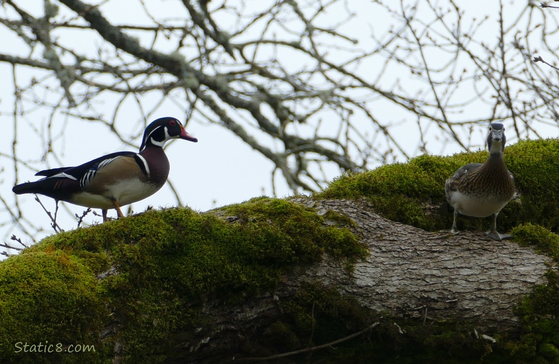 Male and Female Wood Ducks standing up on a mossy branch