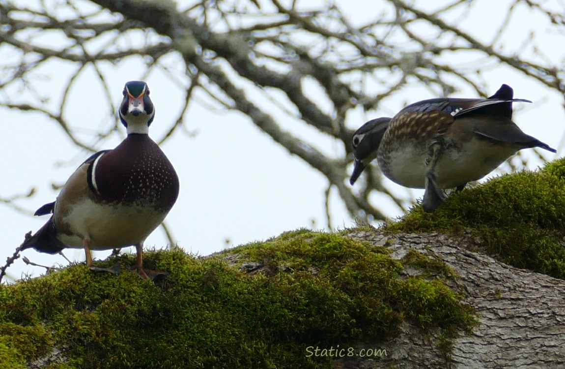 Male and Female Wood Ducks standing up on a mossy branch