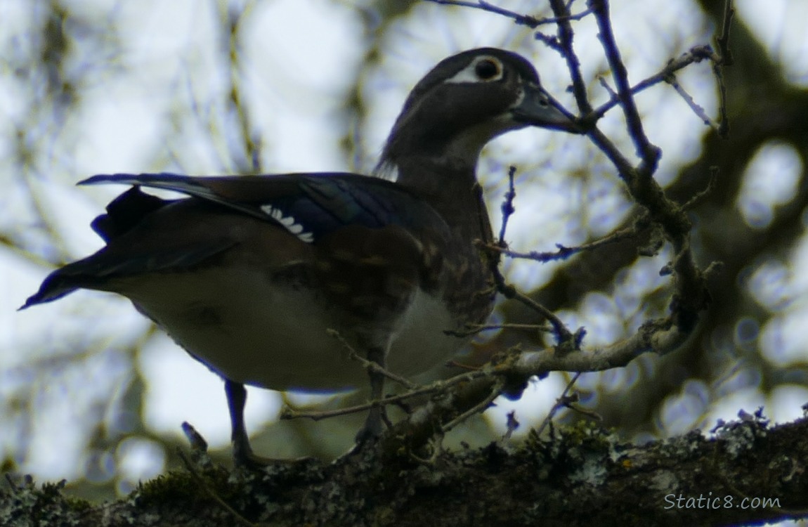 Female Wood Duck up in a tree
