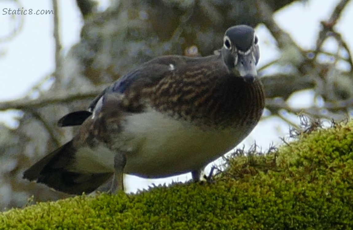Female Wood Duck standing up on a mossy branch