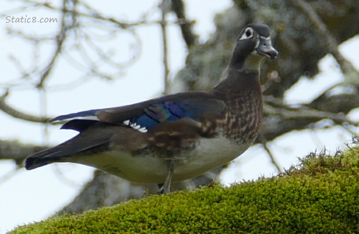 Female Wood Duck standing up on a mossy branch