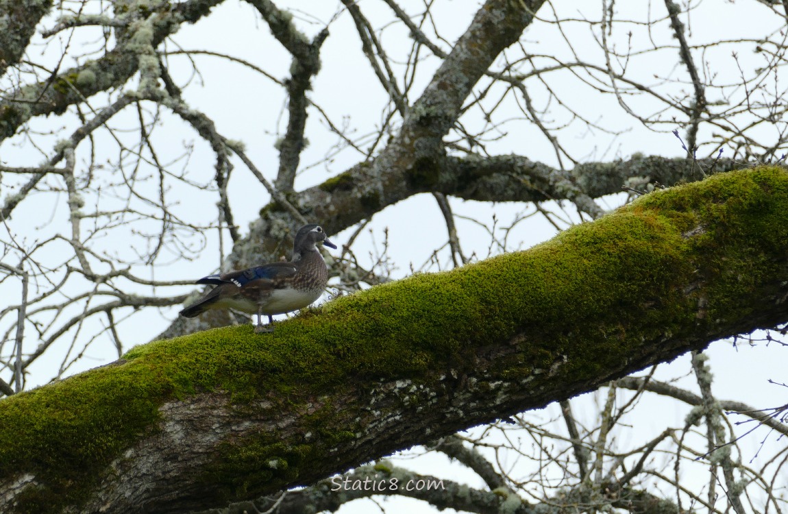 Female Wood Duck walking along a mossy branch up in a tree