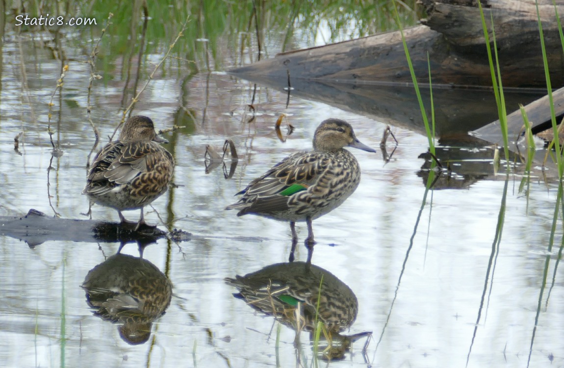Green Wing Teals