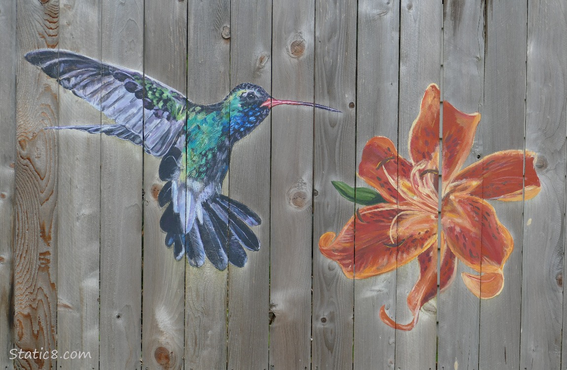 Hummingbird and lily painted on a wood fence