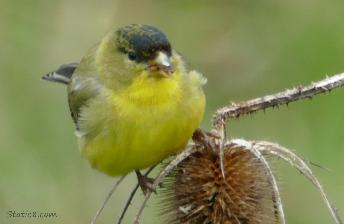 Lesser Goldfinch with a Teasel Seed in his beak
