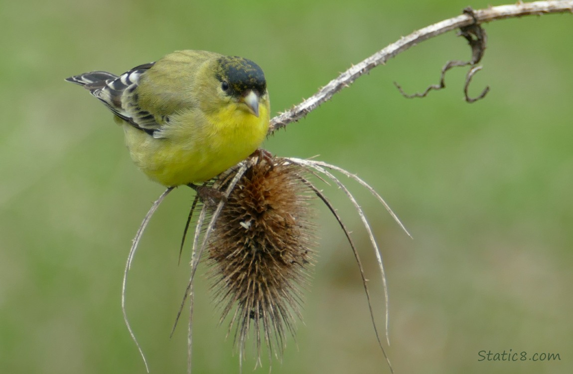 Lesser Goldfinch standing on a spent Teasel bloom