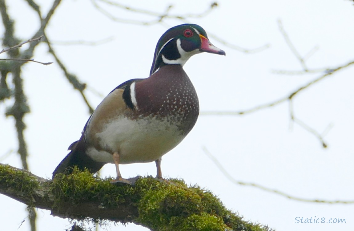 Male Wood Duck up in a tree