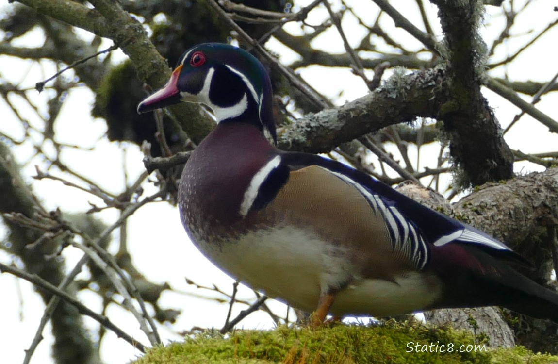 Male Wood Duck standing up on a mossy branch