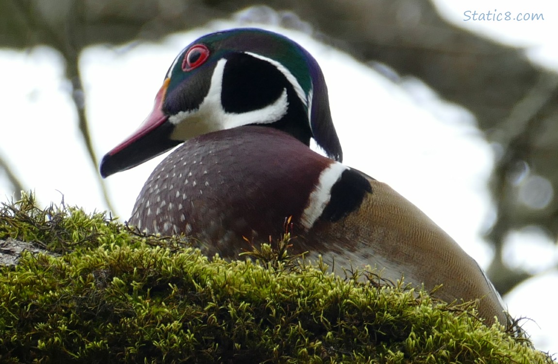 Male Wood Duck up on a mossy branch in a tree