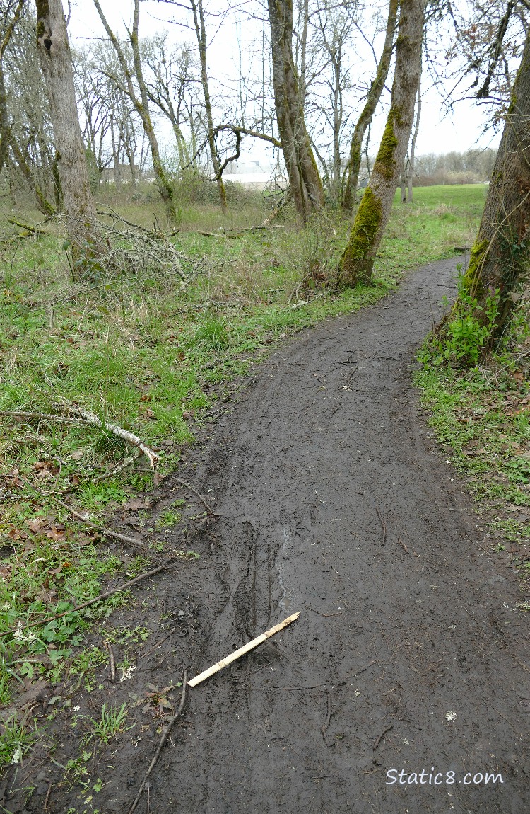 Path thru the forest