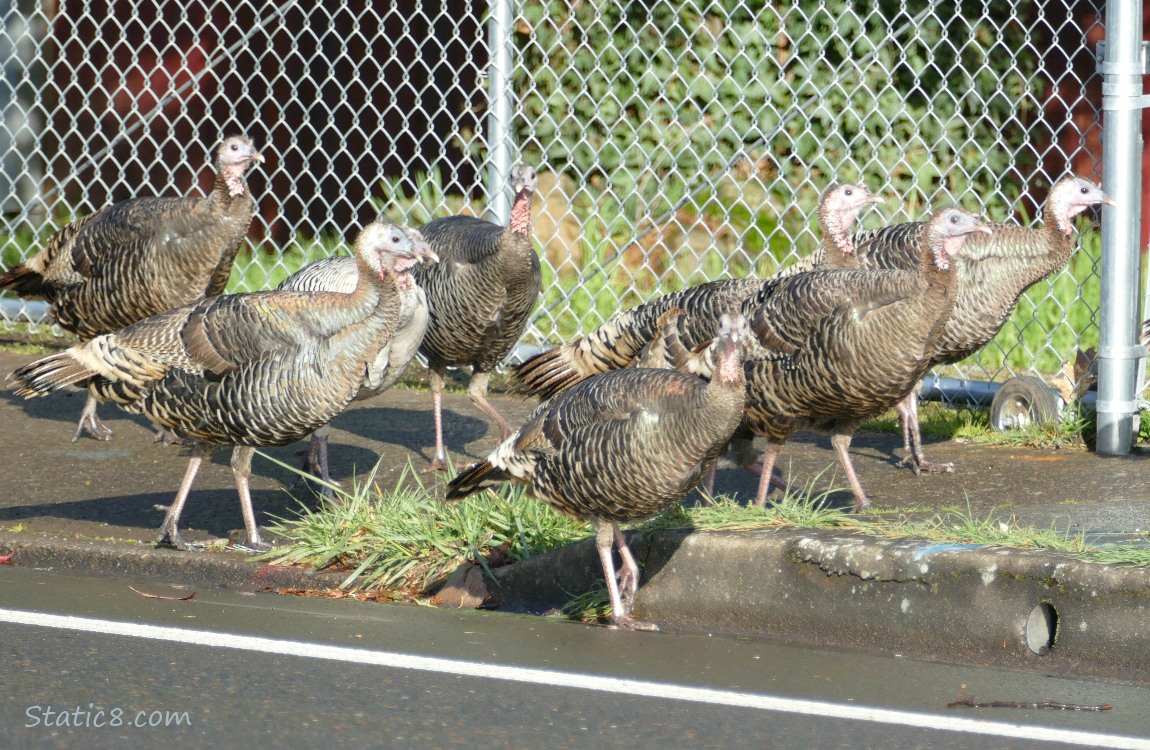 8 Turkeys walking along the road and sidewalk