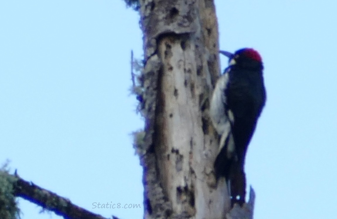 Acorn Woodpecker standing on the side of a snag