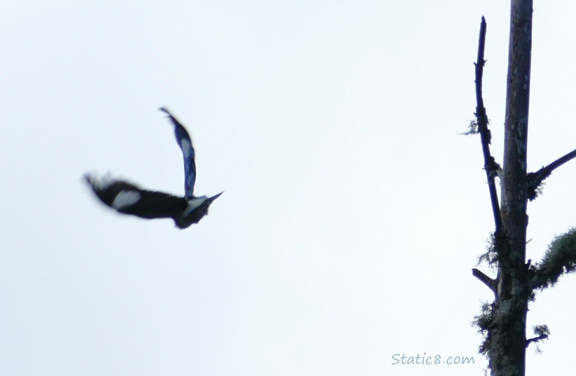 Acorn Woodpecker flying away