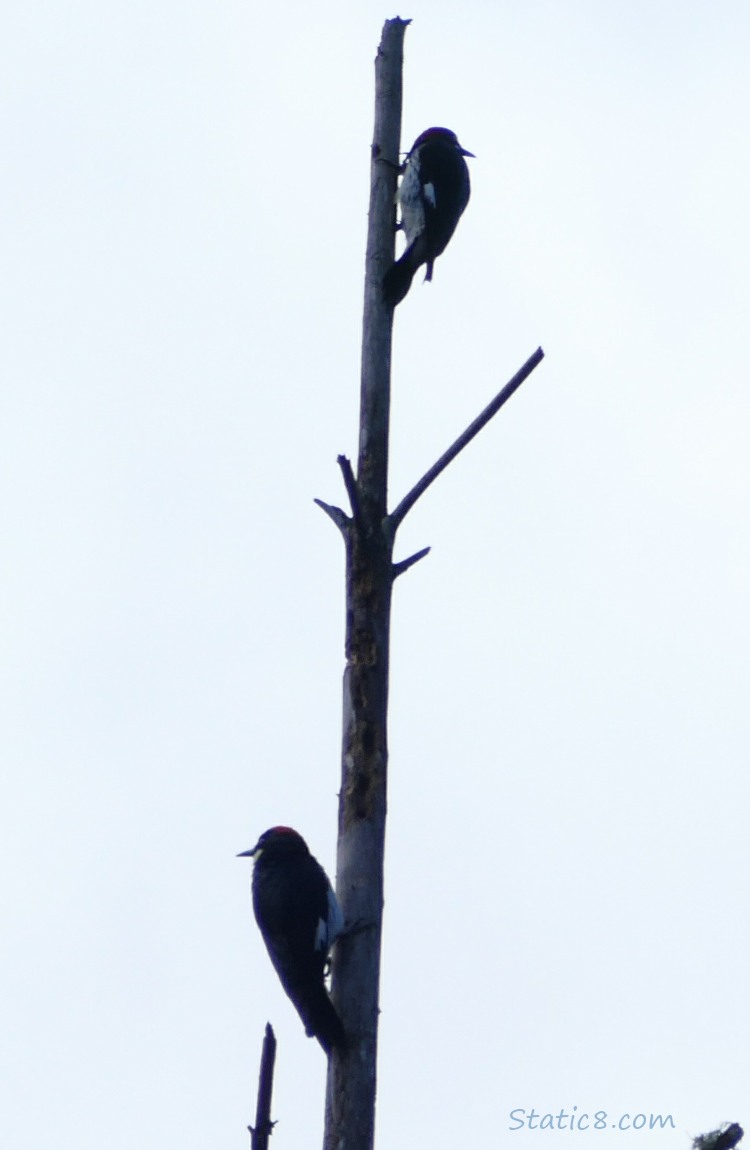 Silhouette of two Acorn Woodpeckers standing at the top of a snag