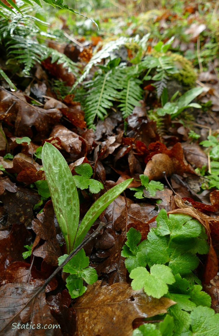 Plants on the forest floor
