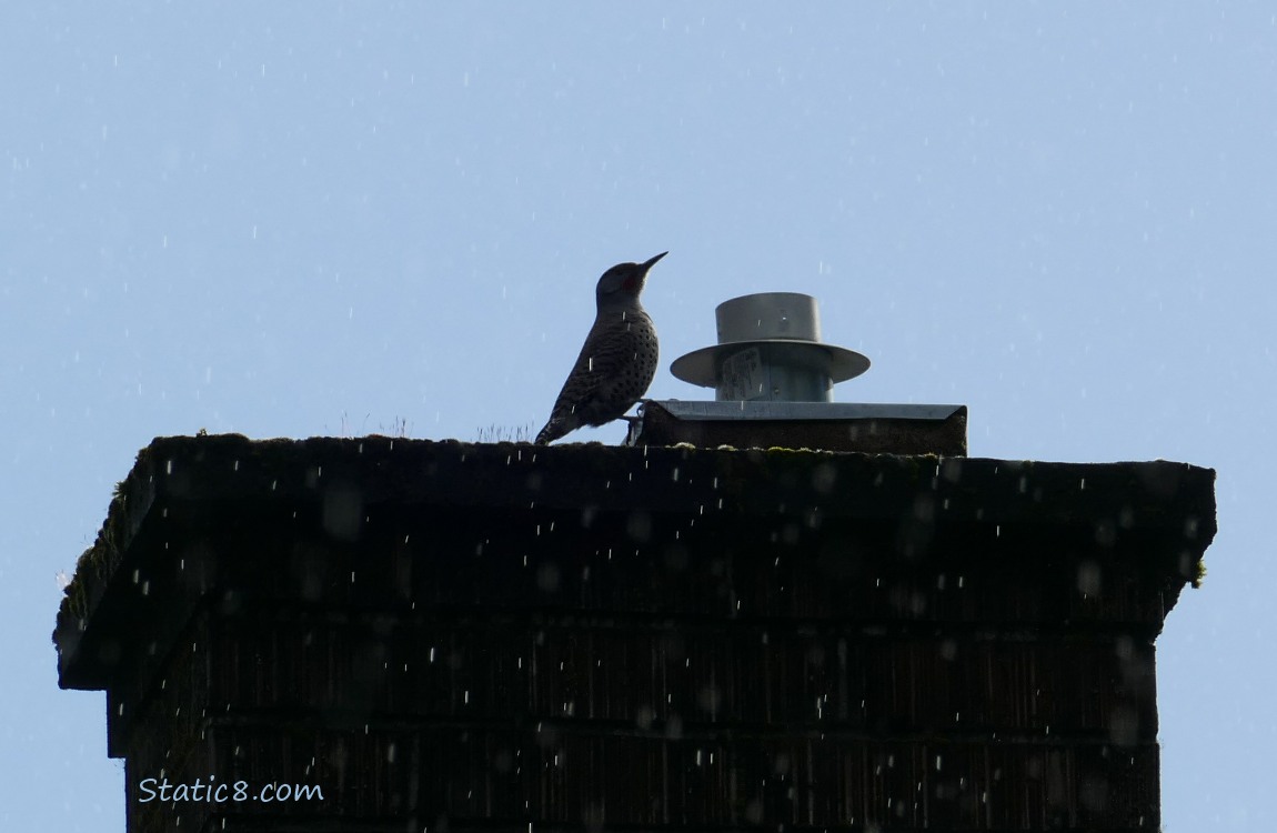 Silhouette of a Flicker standing on a chimney cover