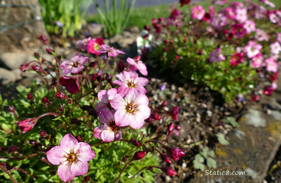 Pink Saxifrage blooms