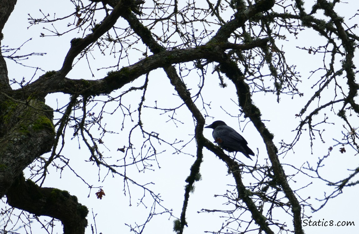 Silhouette of a crow up in a winter bare tree