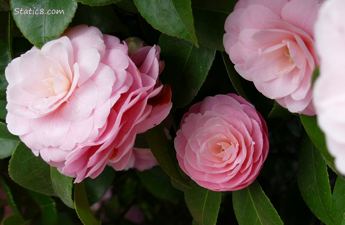 Pink Camellia blooms