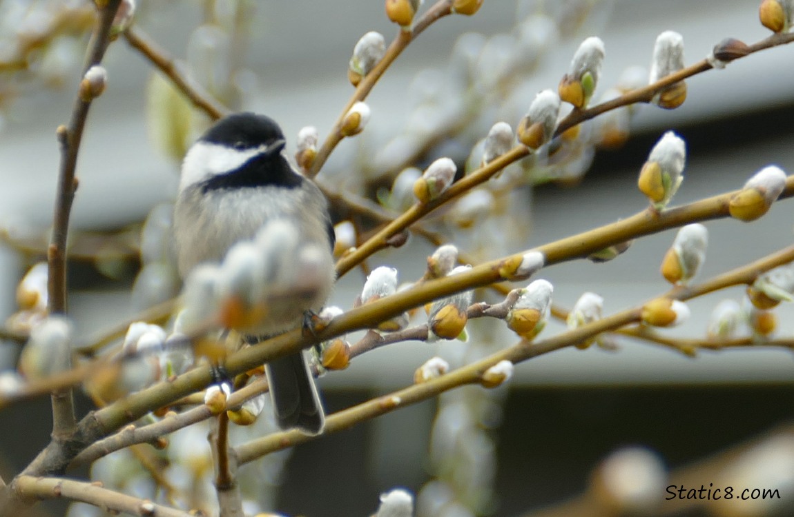 Chickadee standing on a willow twig, surrounded by willow catkins
