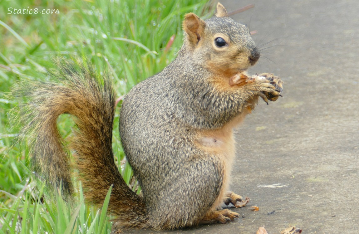 Squirrel standing near the edge of the path, holding a peanut in her hands