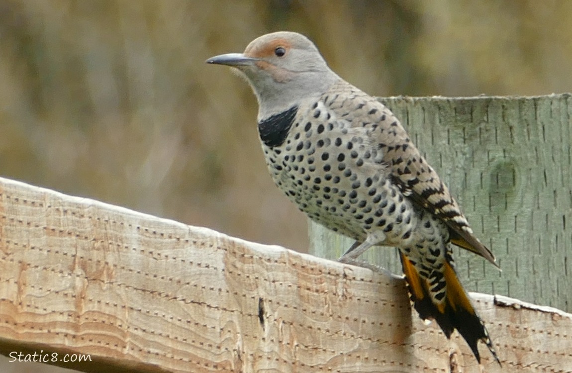 Female Northern Flicker standing on a wood fence