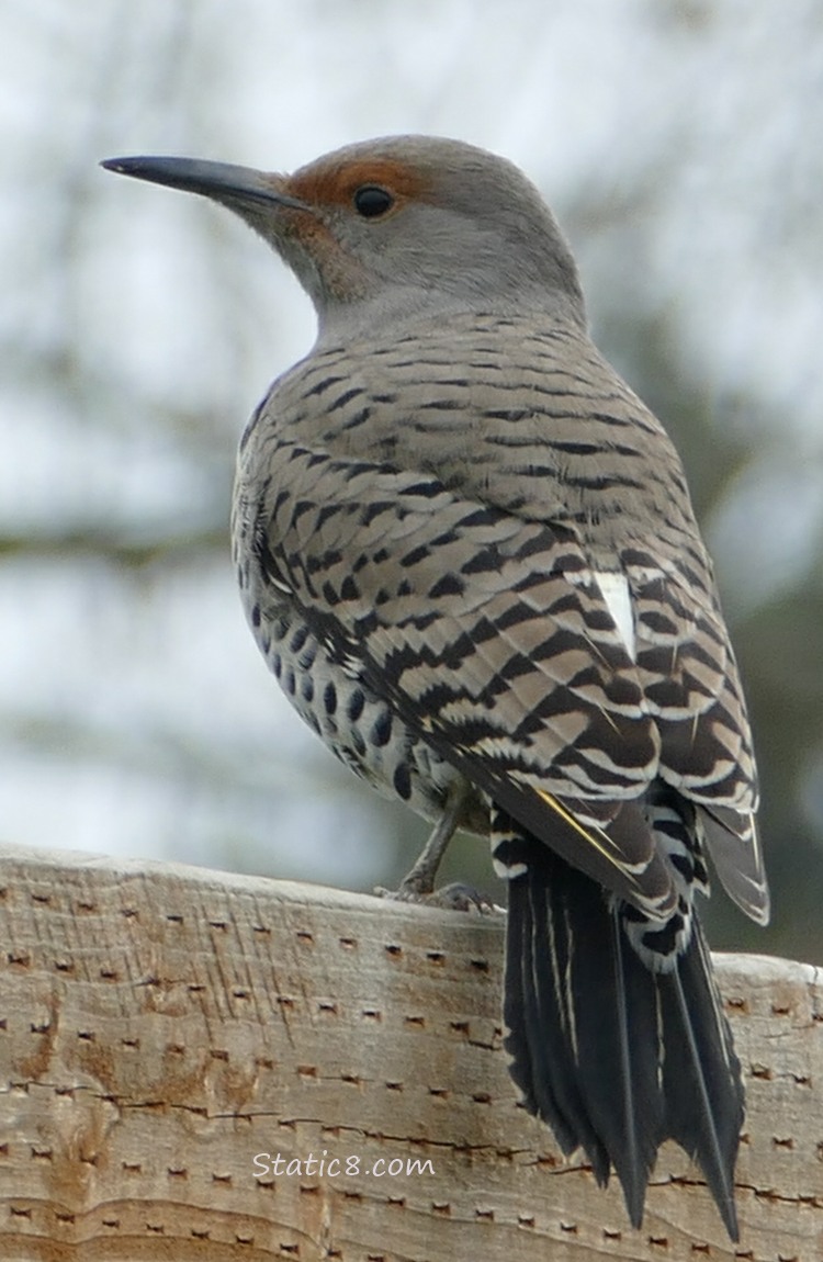 Female Northern Flicker standing on a wood fence