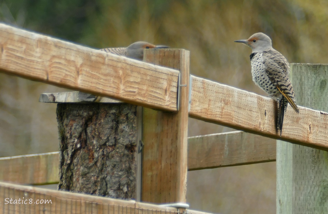 Two Northern Flickers at a fence, the male is mostly hidden behind a fence post