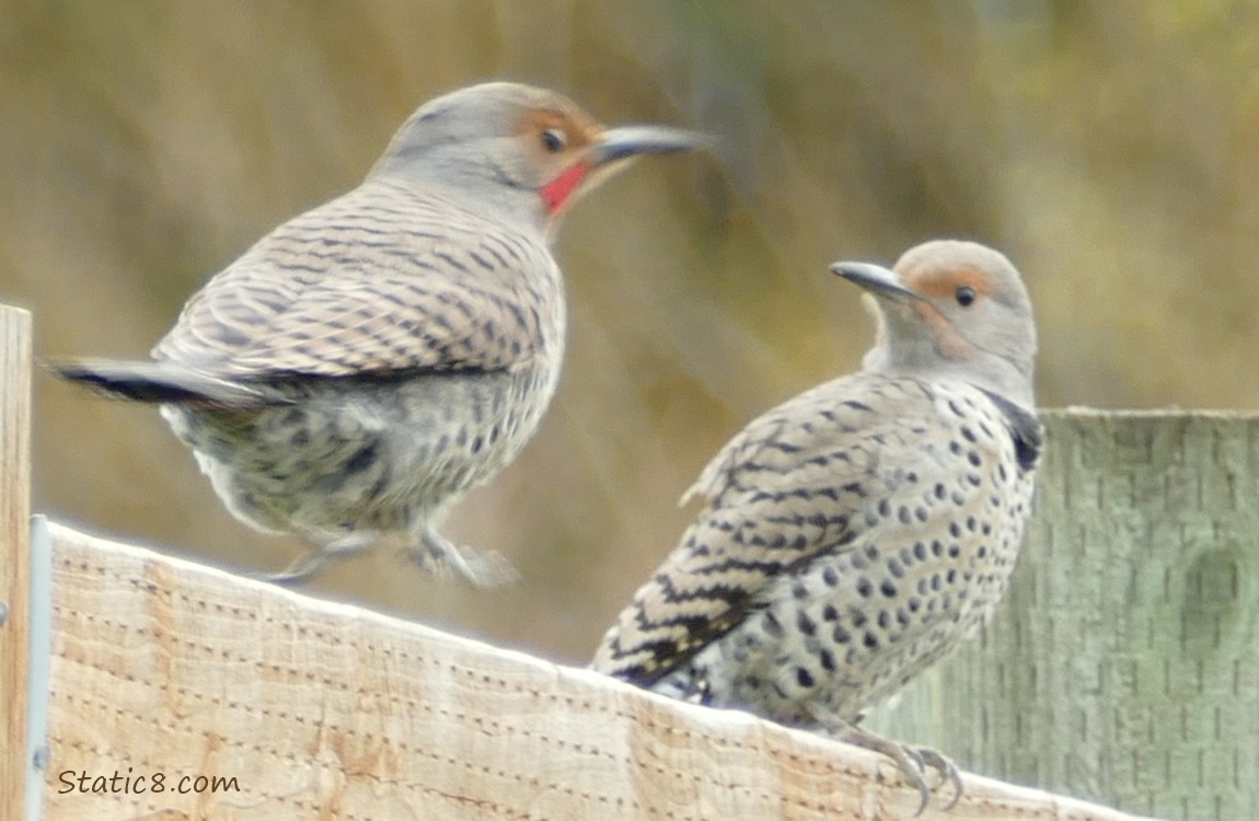 Two Northern Flickers standing on a wood fence