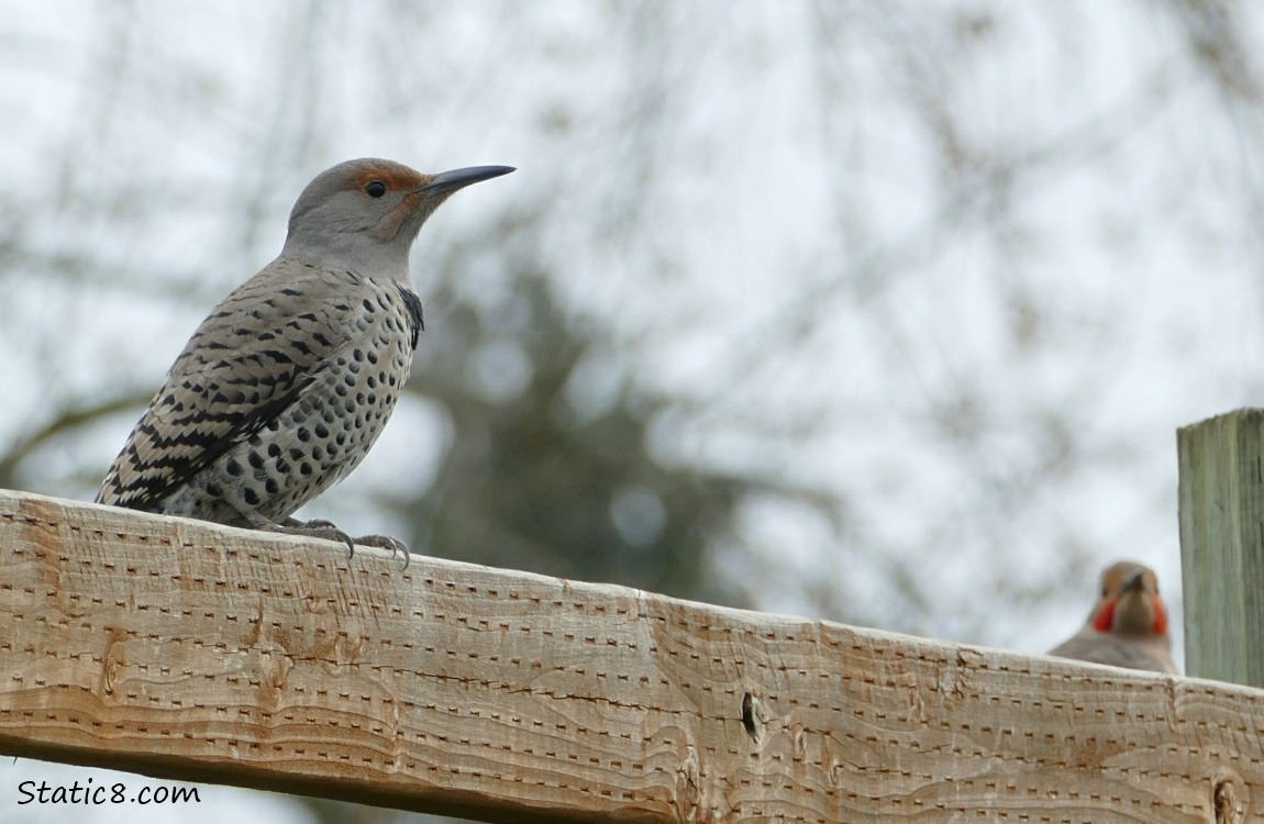 Two Northern Flickers standing on a wood fence