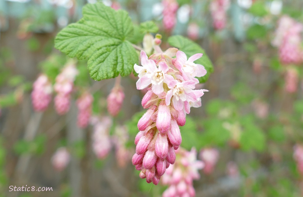 Red Flowering Currant blooms in pink and white