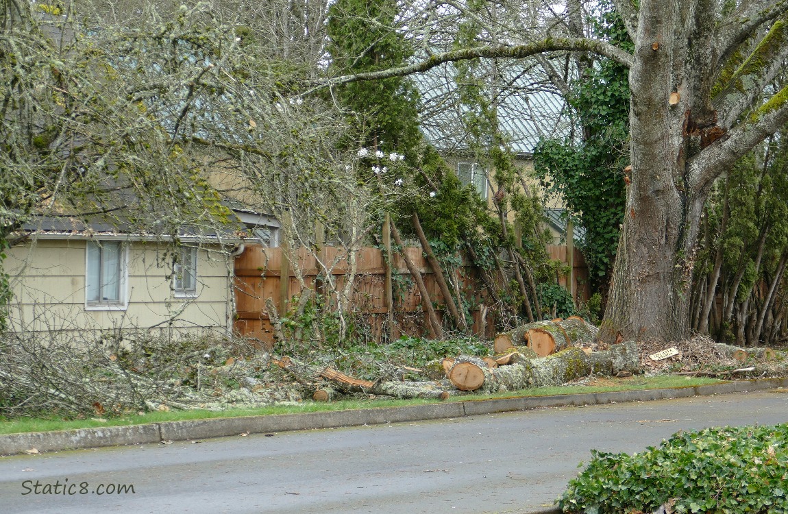 Chopped up tree next to a driveway
