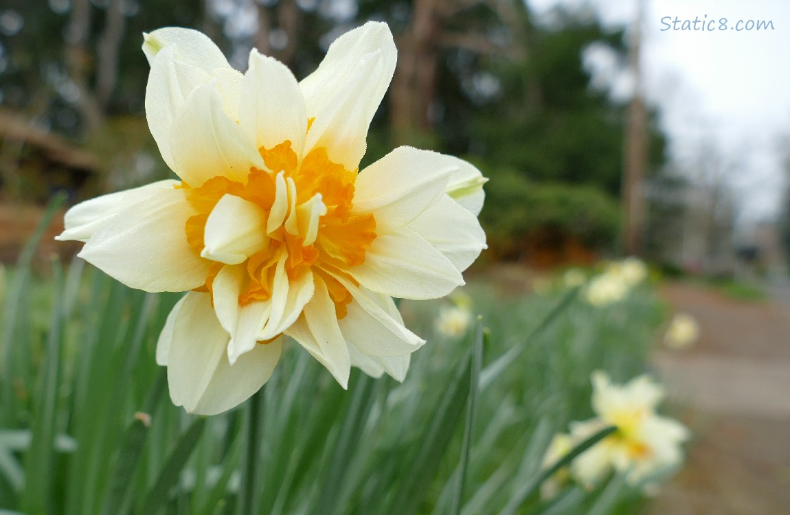 Double Petal Daffodil bloom