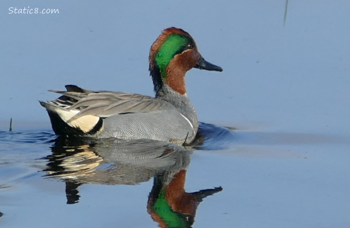 Male Green Wing Teal paddling away on the water