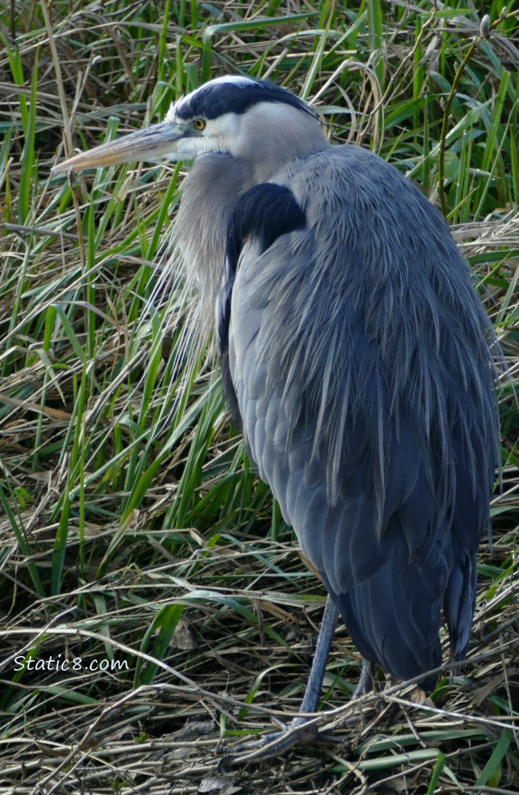 Great Blue Heron, standing in the grass