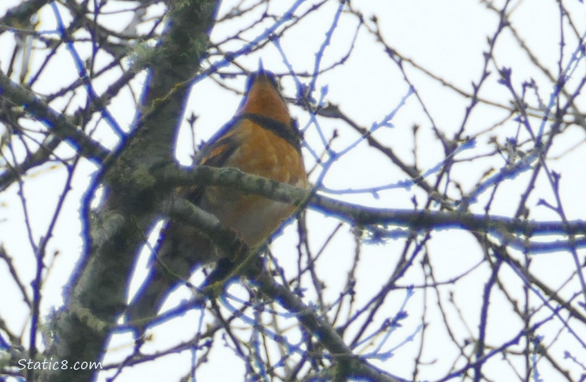 Blurry Varied Thrush, up in a winter bare tree