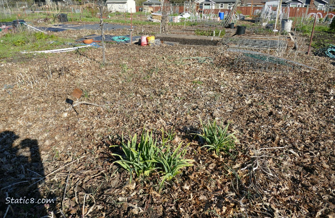Garden plot mulched with leaves