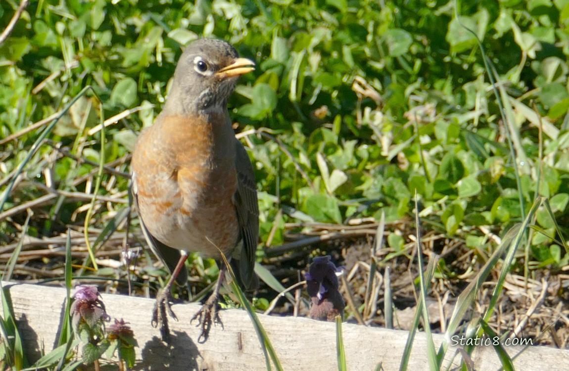 American Robin standing on the plank of a raised garden bed