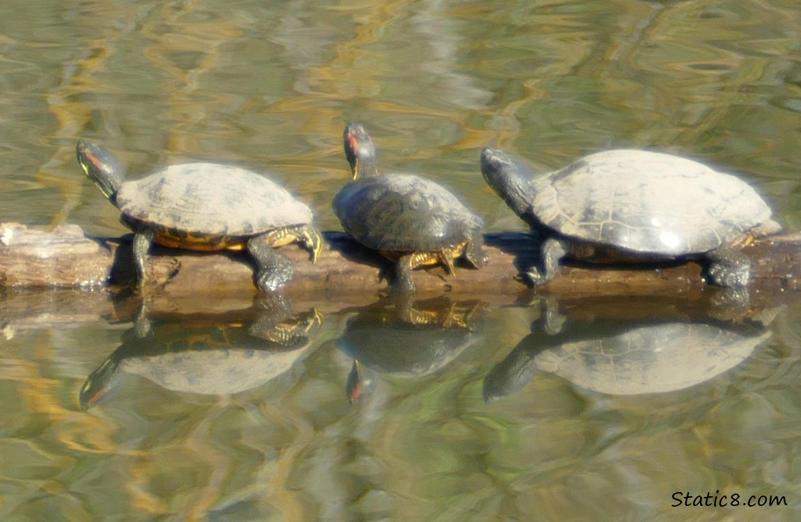 Three turtles on a log in the water
