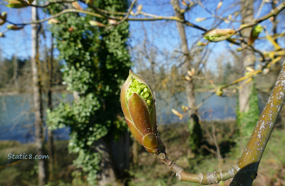 Big Leaf Maple bud, in front of the river