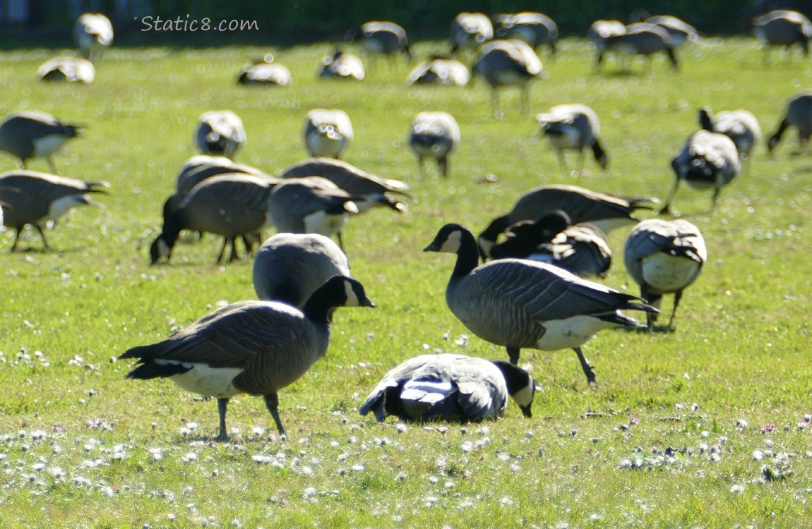 Cackling Geese walking on the grass