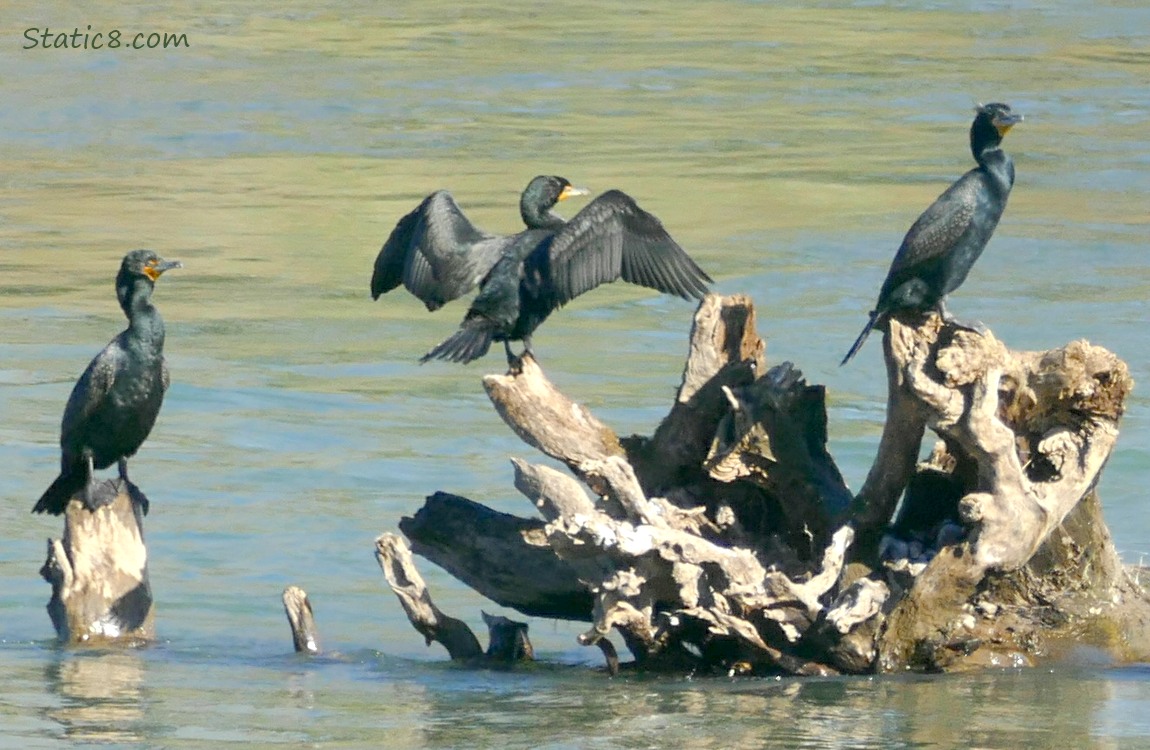 Double Crested Cormorants standing on drift wood in the river