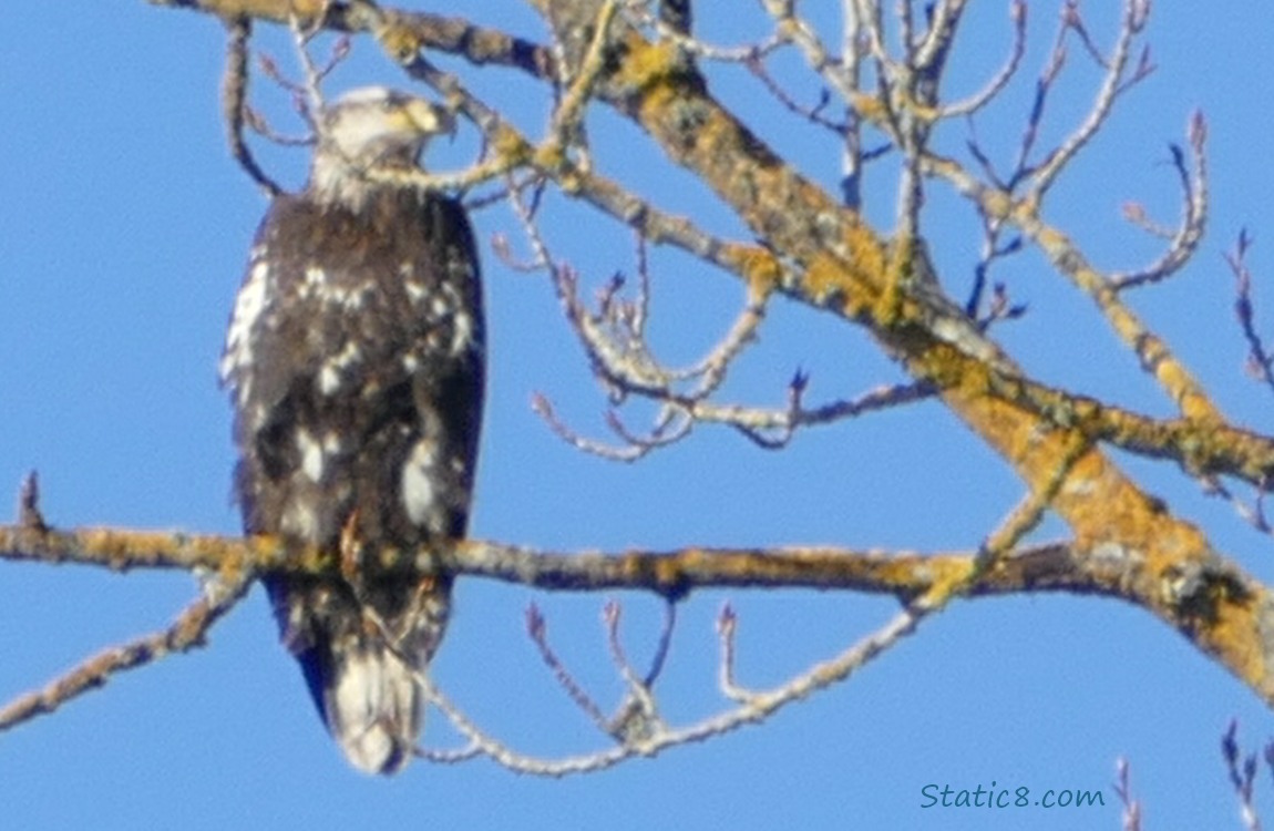 Blurry Bald Eagle standing in a winter bare tree