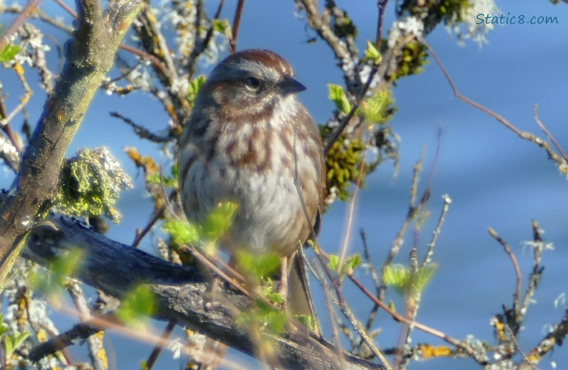 Song Sparrow standing on a twig