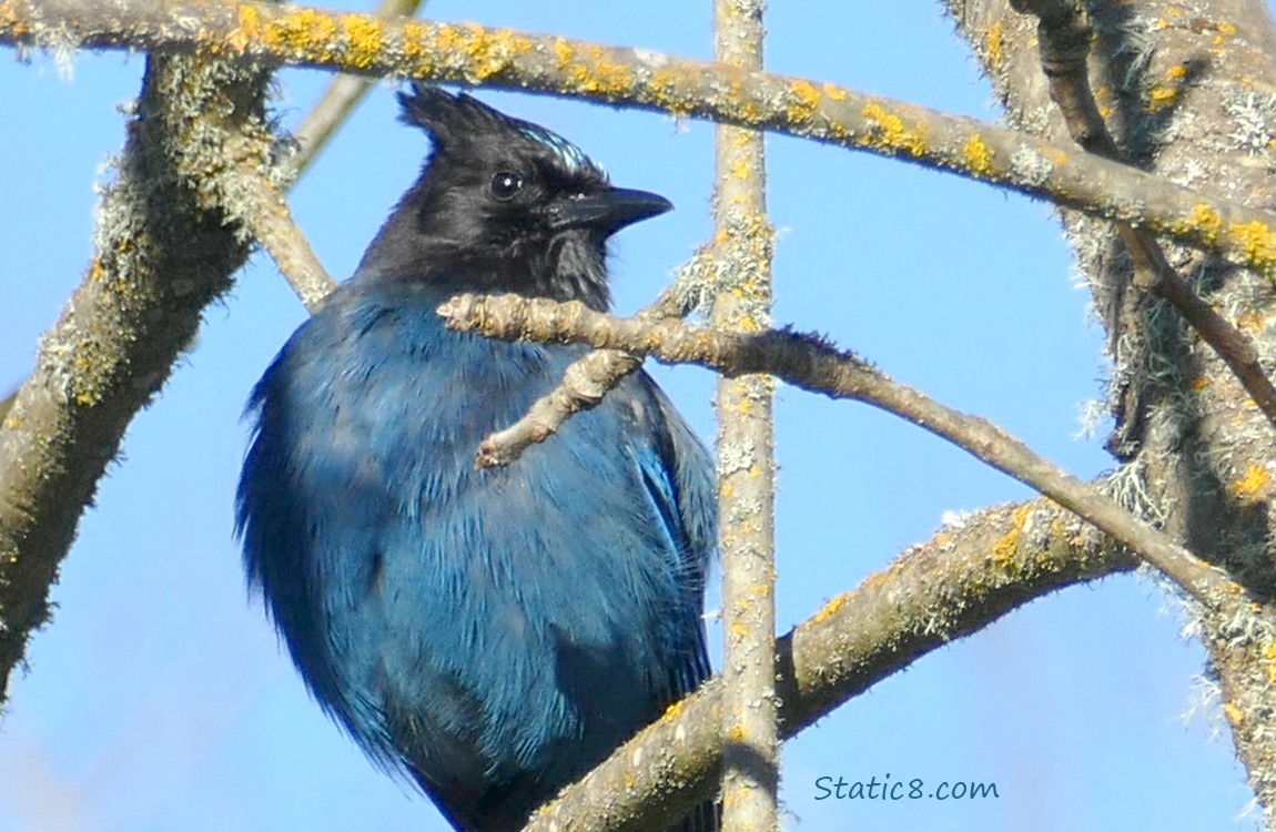 Steller Jay up in a winter bare tree