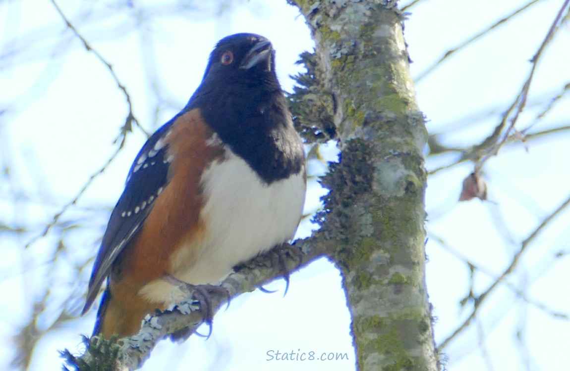Spotted Towhee standing up on a twig