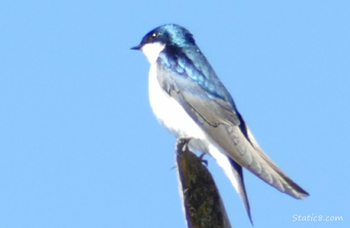 Tree Swallow standing at the tip of a snag